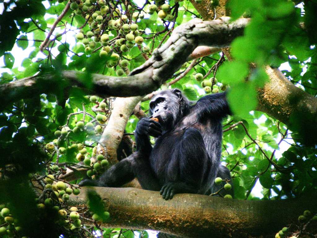 Ecotourism in Uganda