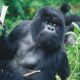 Wildlife Safaris in Uganda 2023 - Uganda Gorilla Trekking