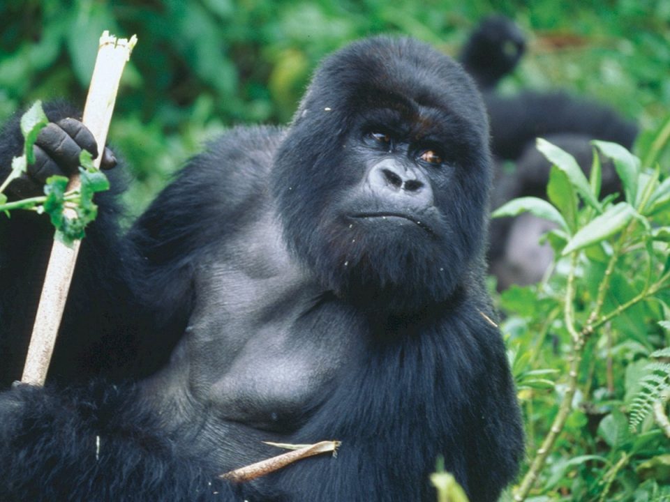 Wildlife Safaris in Uganda 2023 - Uganda Gorilla Trekking