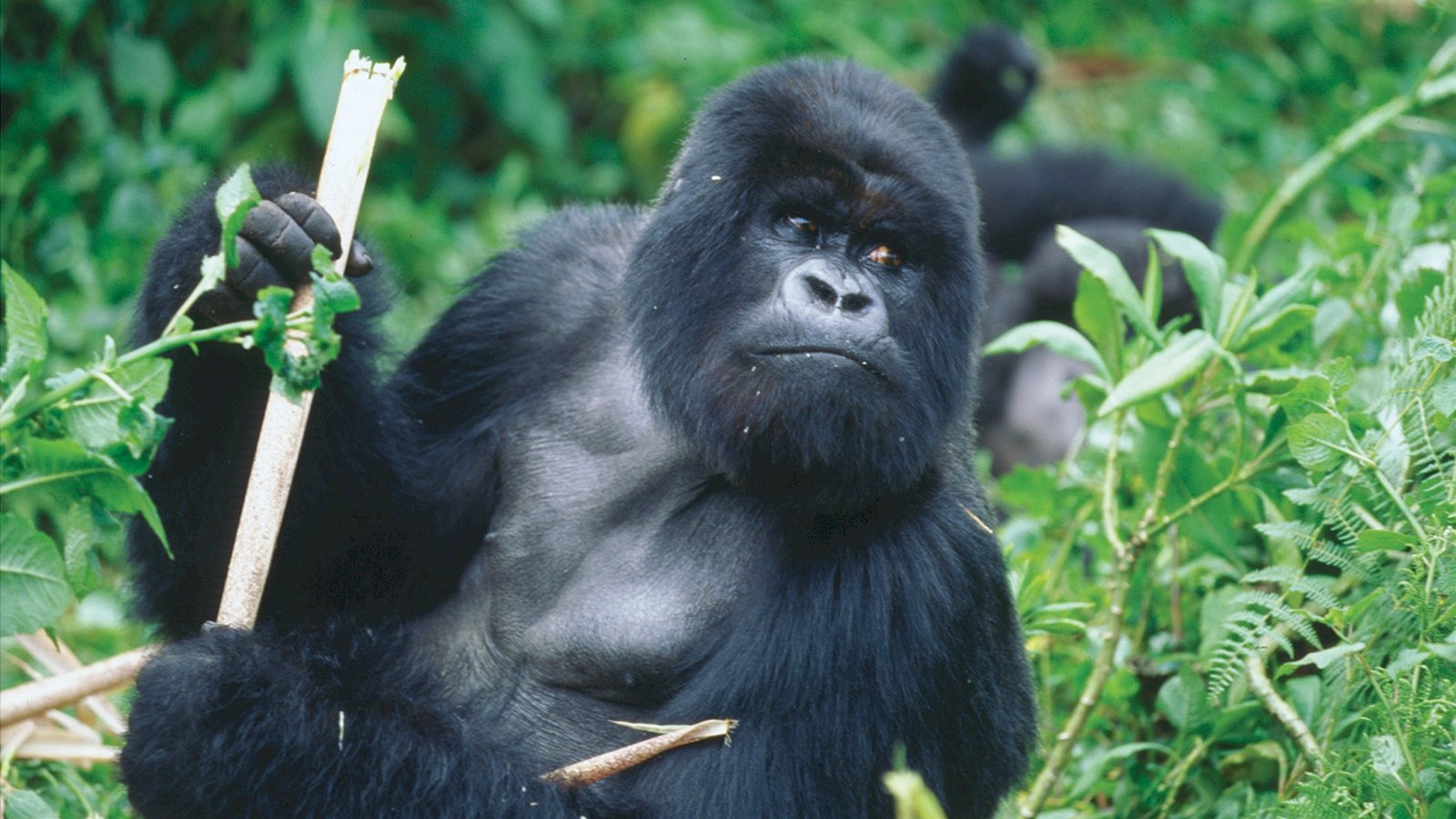 Uganda Gorilla Trekking