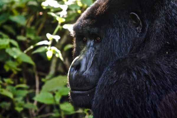 Small Groups Gorilla Safaris