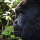 Small Groups Gorilla Safaris