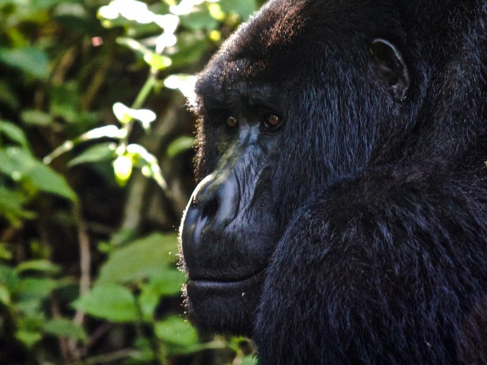 Small Groups Gorilla Safaris