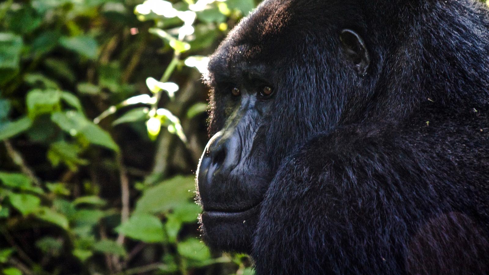 Small Groups Gorilla Safaris