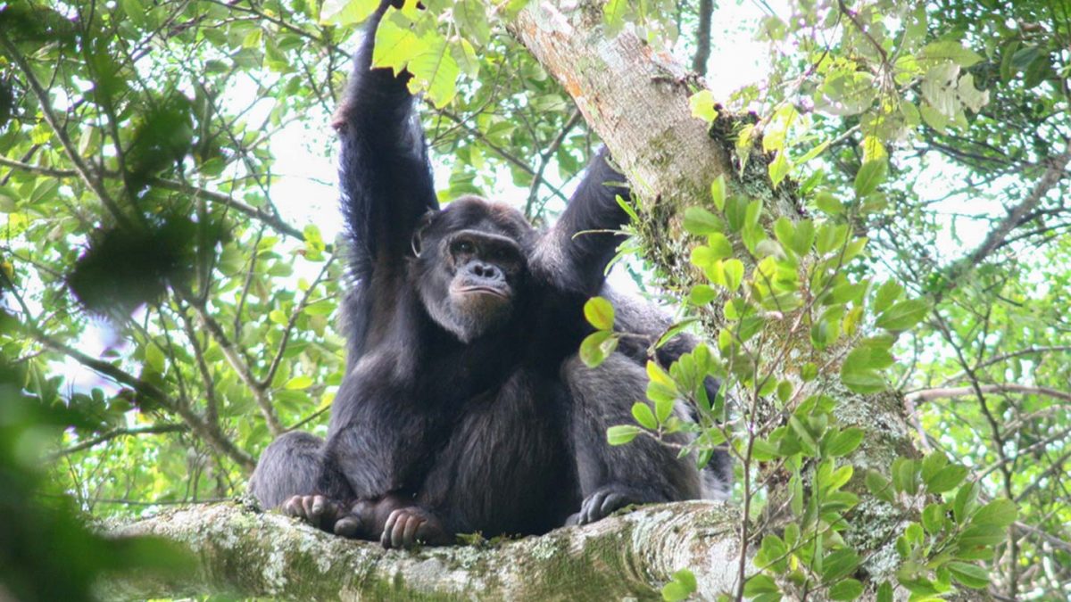 Gorilla Trekking Safaris - Booking Uganda Gorilla and Wildlife safaris online