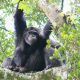 Gorilla Trekking Safaris - Booking Uganda Gorilla and Wildlife safaris online