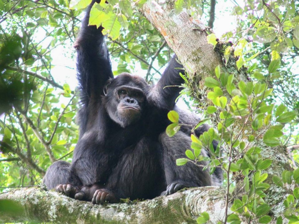 Gorilla Trekking Safaris - Booking Uganda Gorilla and Wildlife safaris online