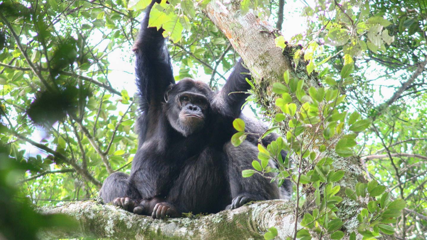 Gorilla Trekking Safaris