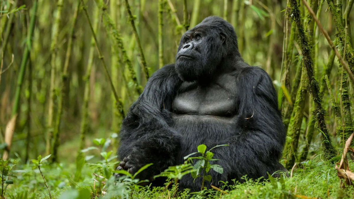 Booking Rwanda Gorilla Permits for 2024