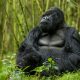 Booking Rwanda Gorilla Permits for 2024