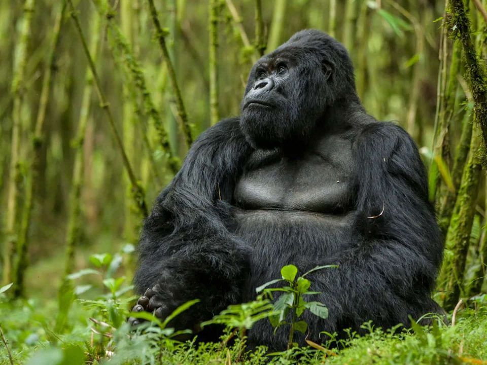 Booking Rwanda Gorilla Permits for 2024