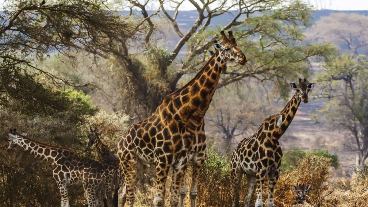 Wildlife Safari to Kidepo