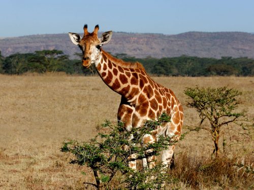 Uganda Fly-in Tour