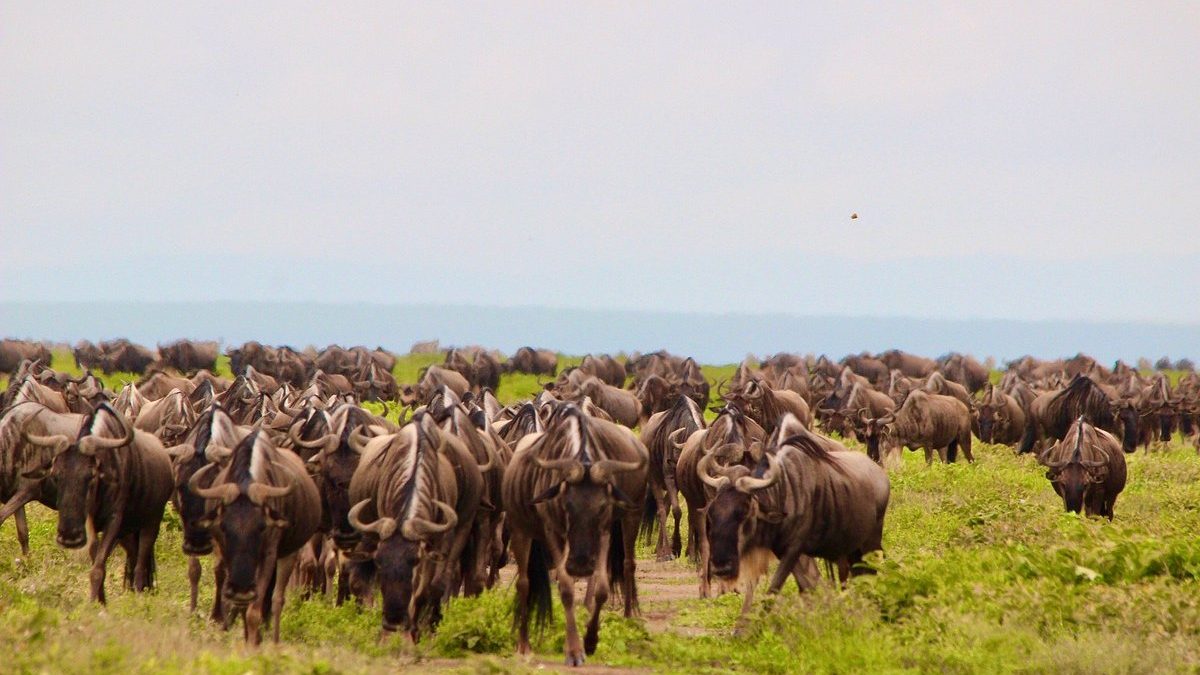 Best Tanzania Safaris