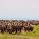 Best Tanzania Safaris
