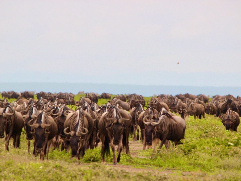 Best Tanzania Safaris