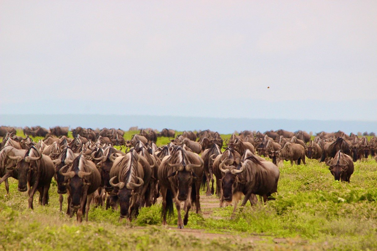 Wildebeest Migration Safari Guide