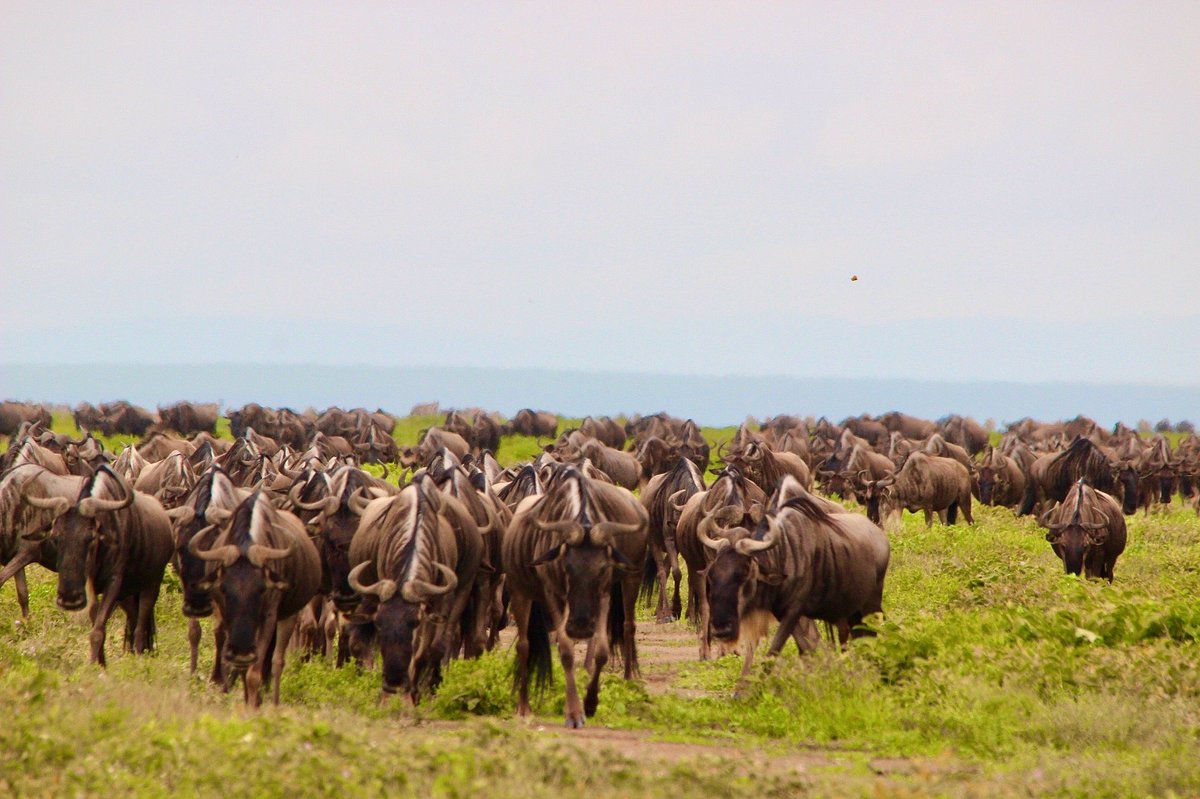 Wildebeest