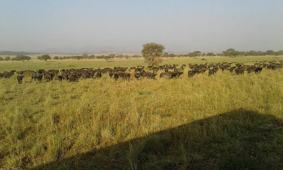 Attractions at Ngorongoro