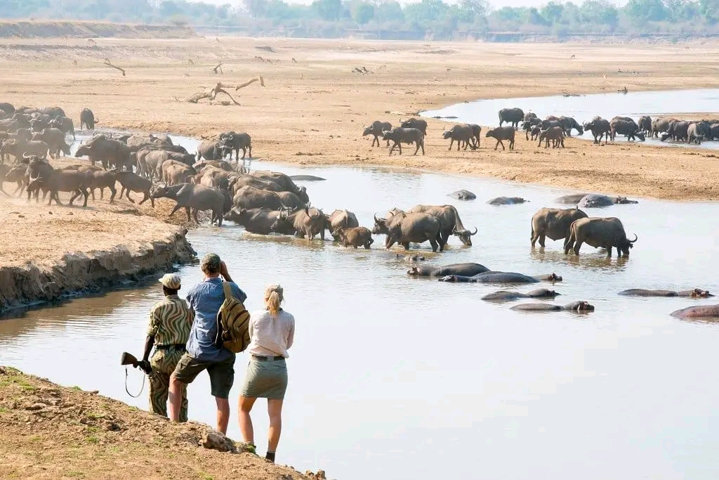 What to expect on Kenya safaris 2023
