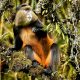 Golden monkey trekking in Rwanda