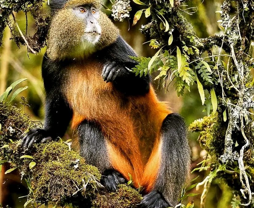 Golden monkey trekking in Rwanda