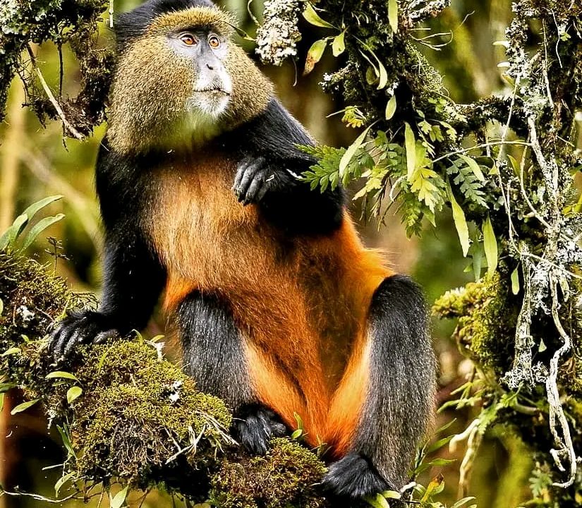 Golden monkey trekking in Rwanda