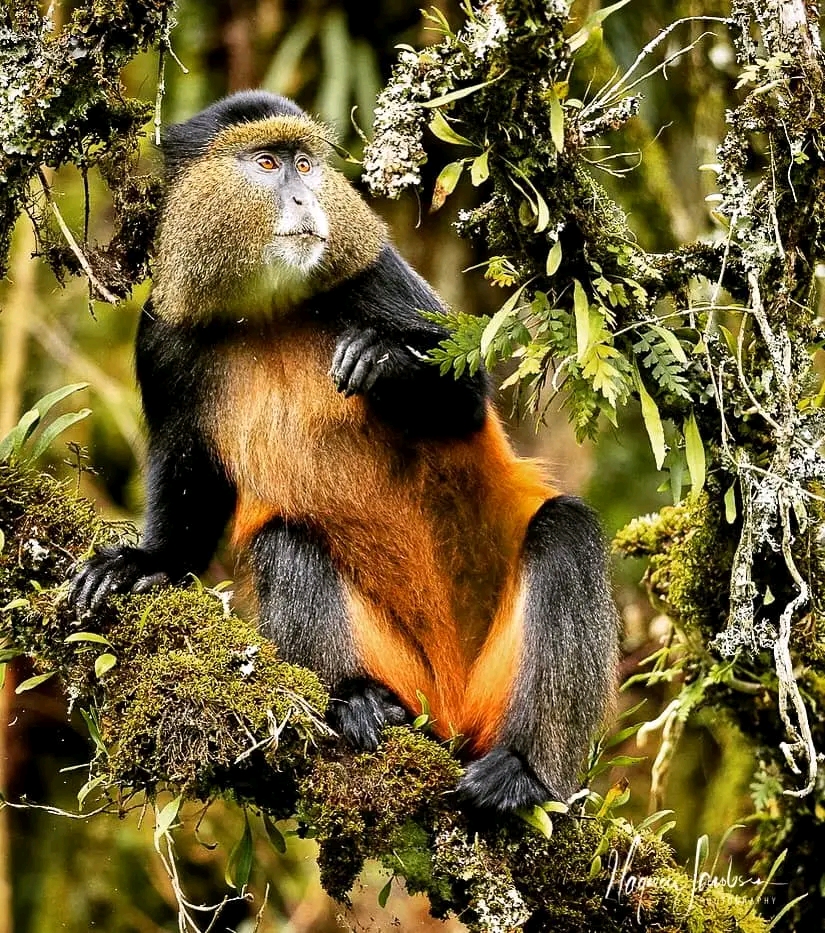 Golden monkey trekking in Rwanda