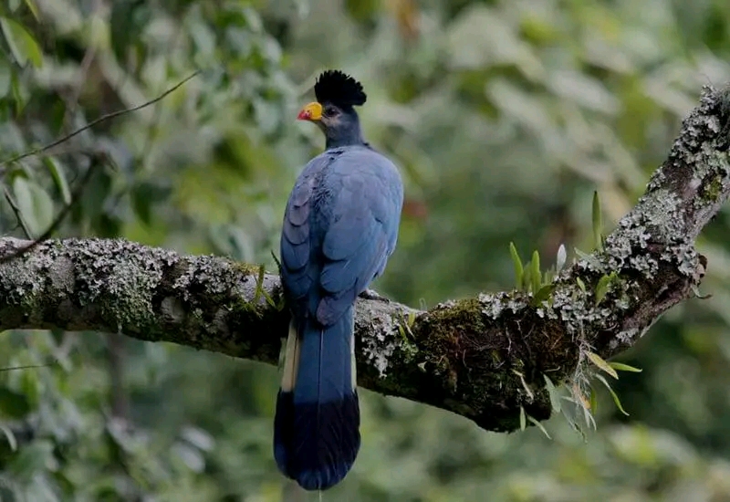 Bird Watching in Nyungwe National Park