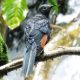 Bird Watching in Nyungwe National Park