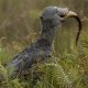 Mabamba Wetland Birding Safaris