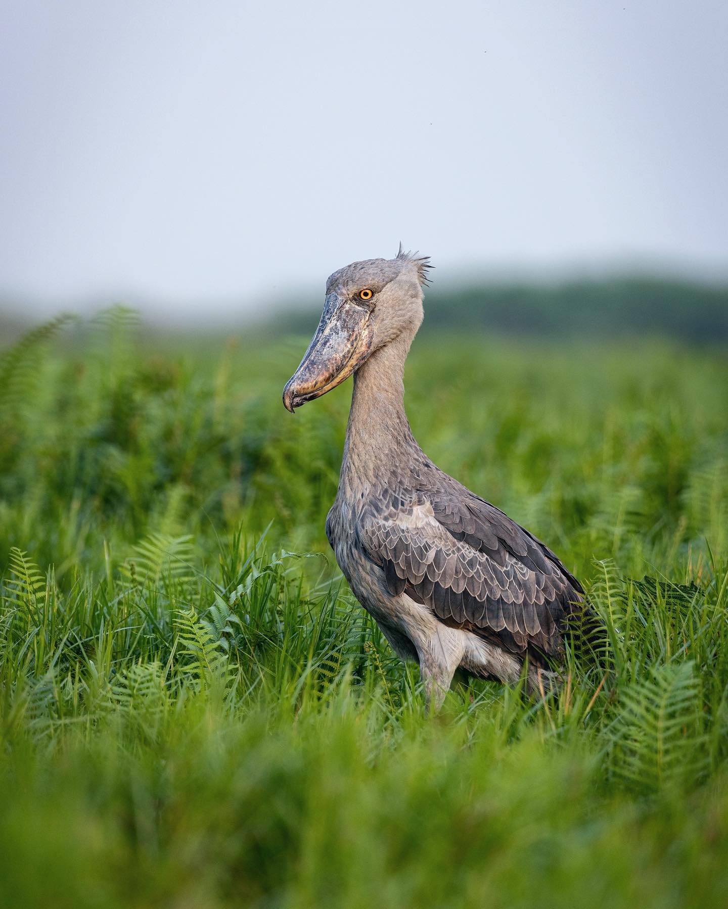 Birding in Semuliki National Park Uganda