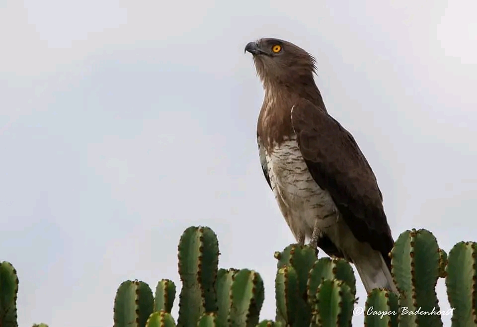 Best time for Birding in Queen Elizabeth National Park