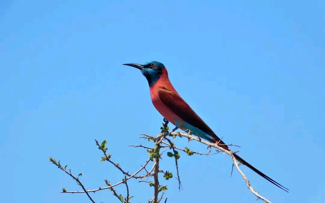 Best time for Birding in Queen Elizabeth National Park