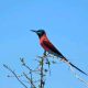 Best time for Birding in Queen Elizabeth National Park