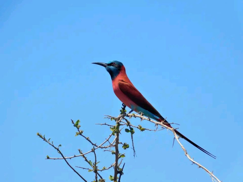 Best time for Birding in Queen Elizabeth National Park