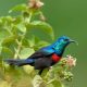 Birding in Semuliki National Park Uganda