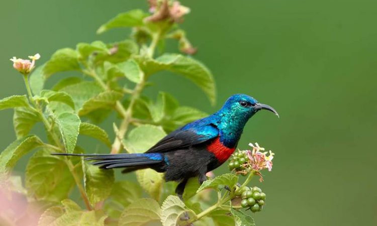Birding in Semuliki National Park Uganda
