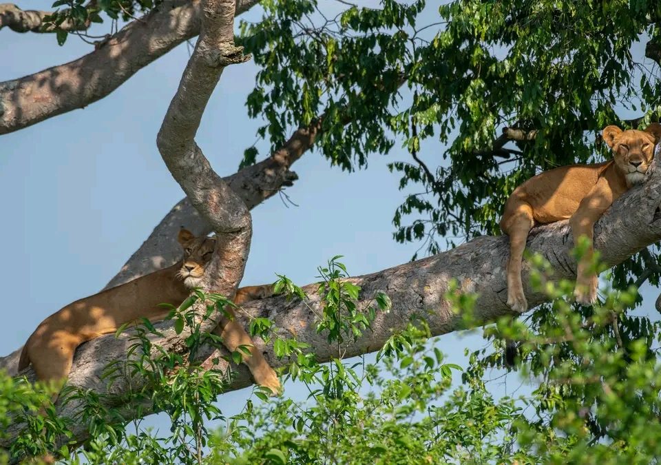 Ishasha Sector in Queen Elizabeth National Park