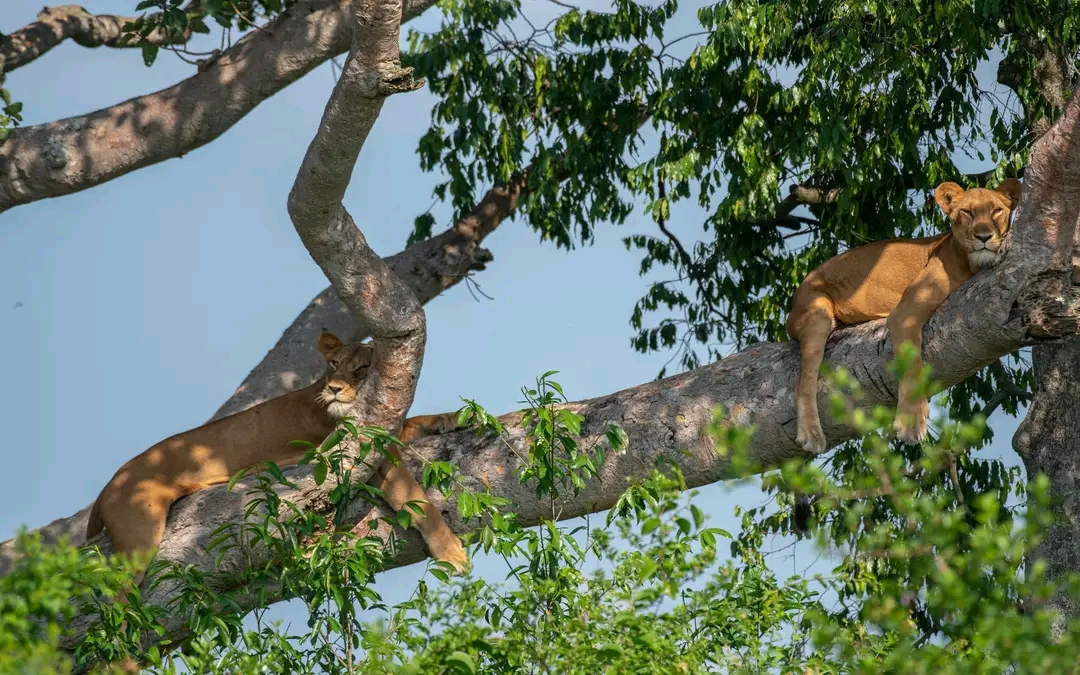 Ishasha Sector in Queen Elizabeth National Park