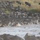 Wildebeest Migration