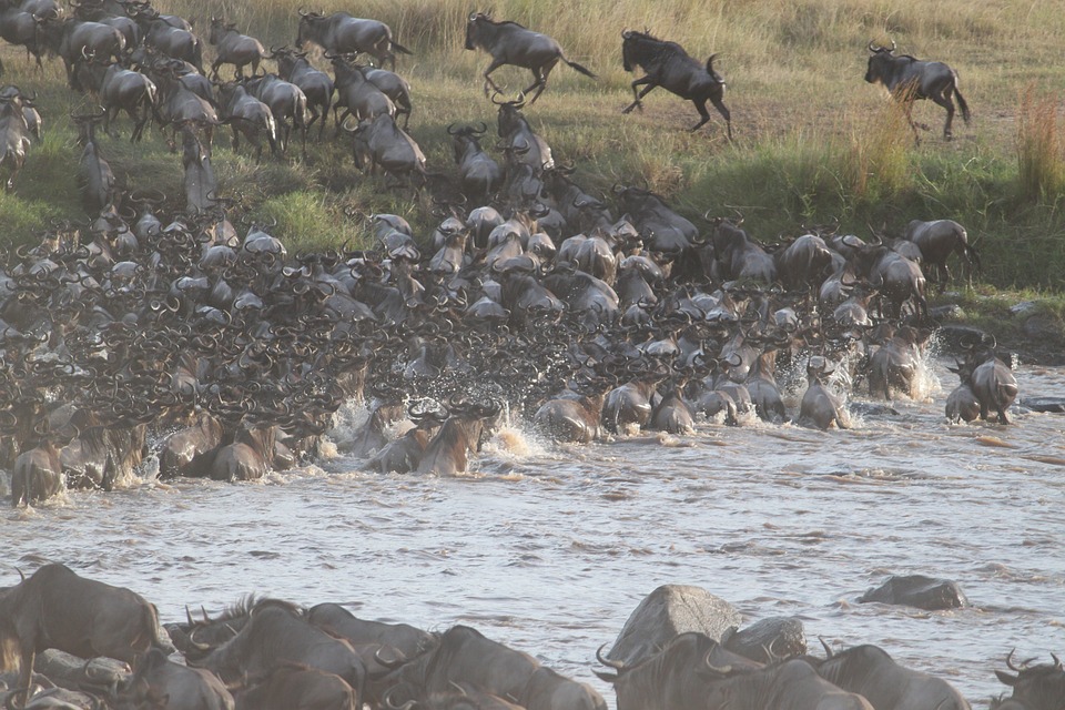 Game viewing Safaris in Kenya