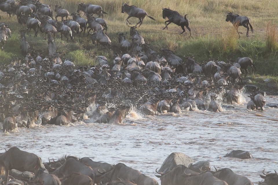 Game viewing Safaris in Kenya
