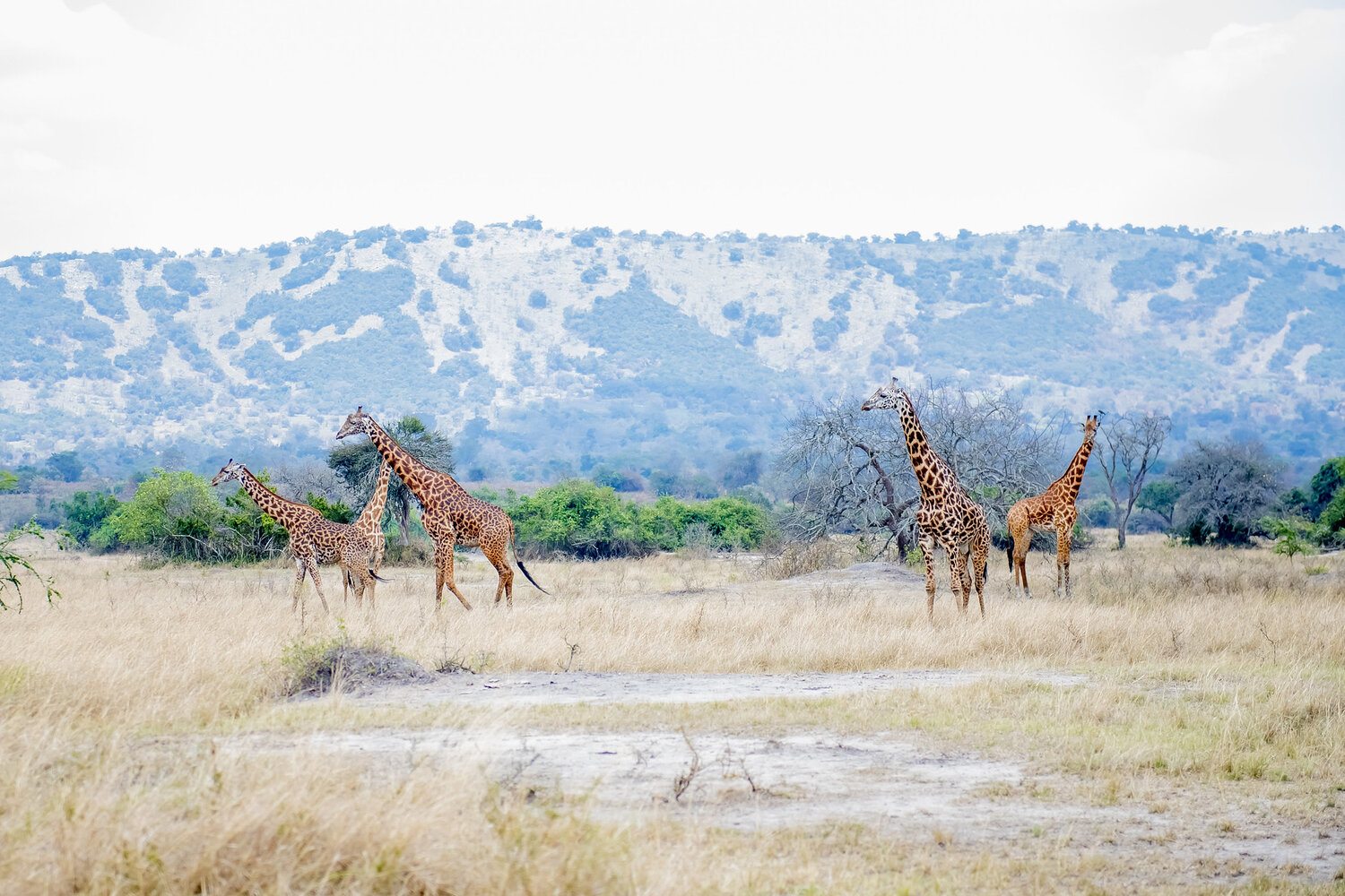 Wildlife safaris in Rwanda