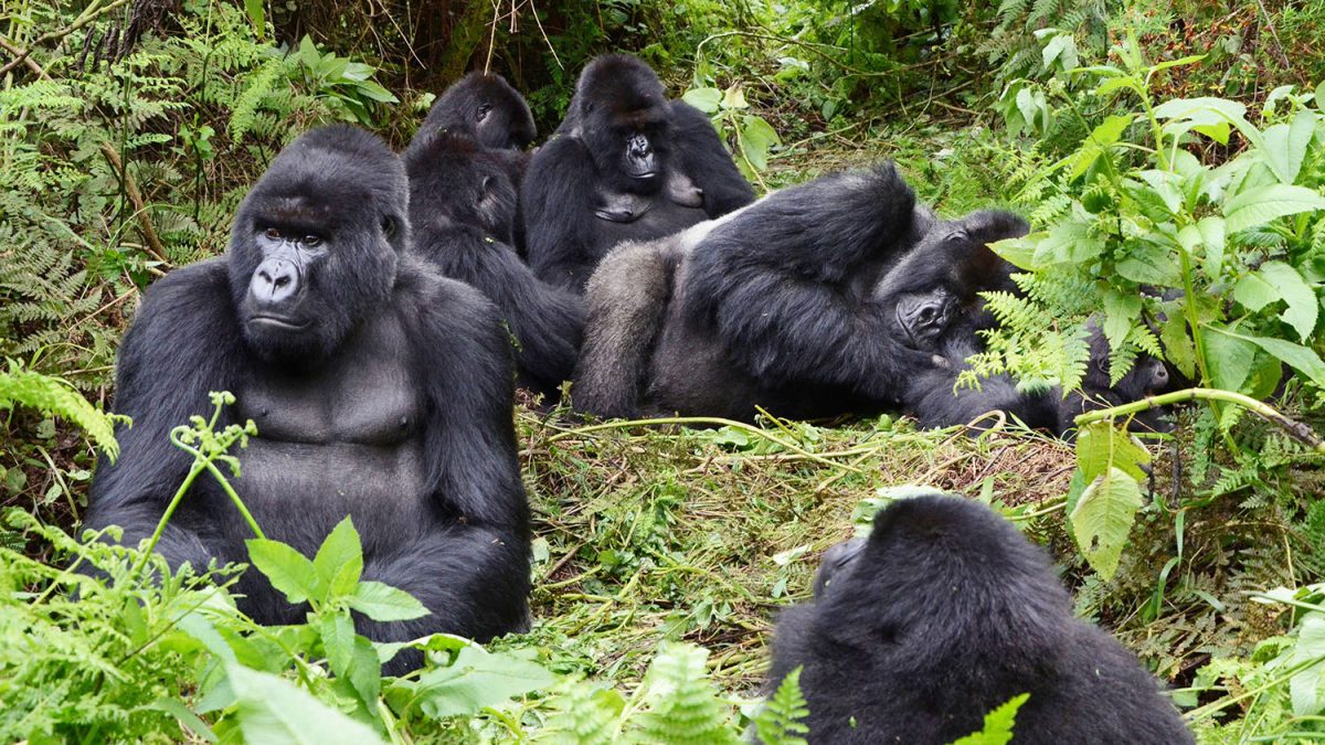 3 Days Mgahinga Gorilla Trekking Safari in Uganda