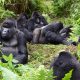 3 Days Mgahinga Gorilla Trekking Safari in Uganda