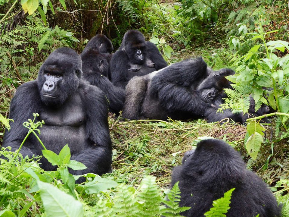 3 Days Mgahinga Gorilla Trekking Safari in Uganda