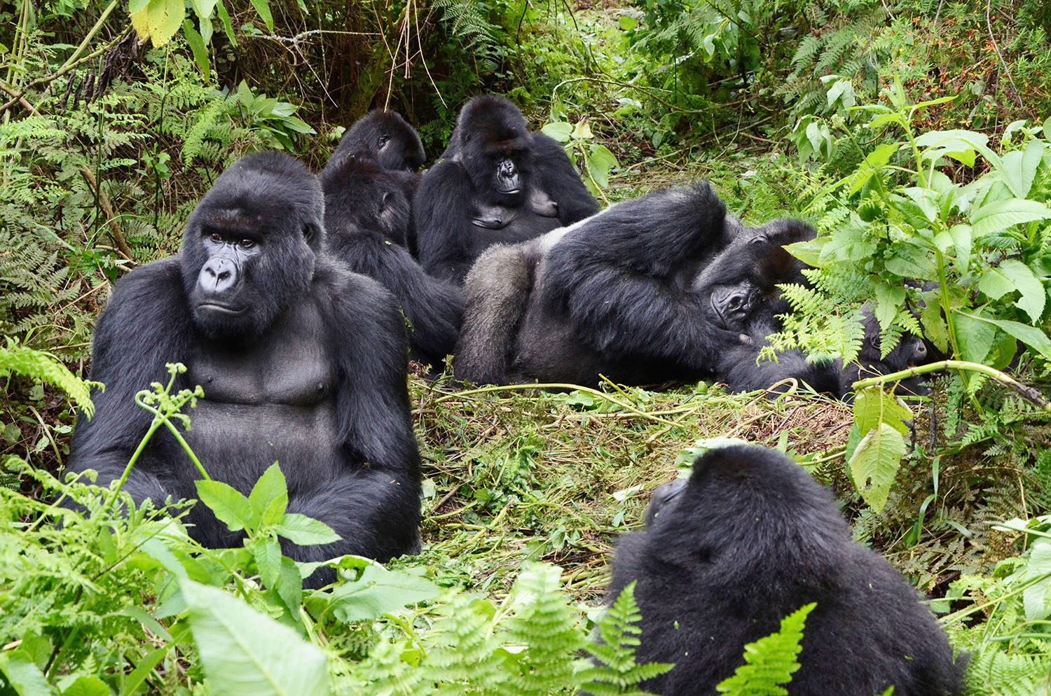 Booking Rwanda Gorilla Permits for 2024