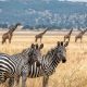 Rwanda Wildlife Safaris