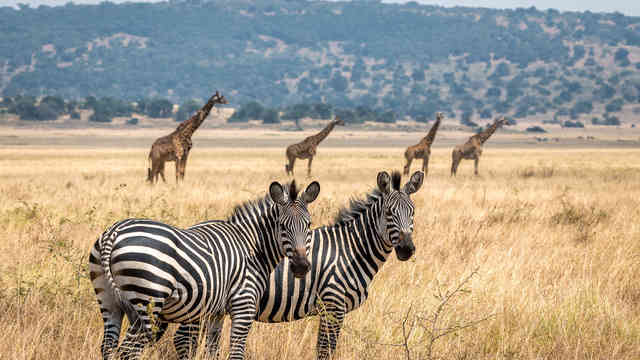 Rwanda Wildlife Safaris